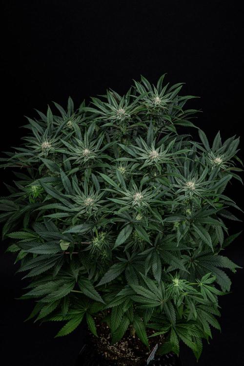 Nori Cake Green House Seed Co.. Week 12 - Day 83