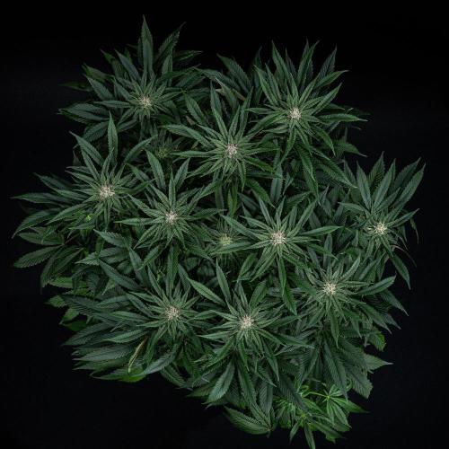 Nori Cake Green House Seed Co.. Week 12 - Day 83