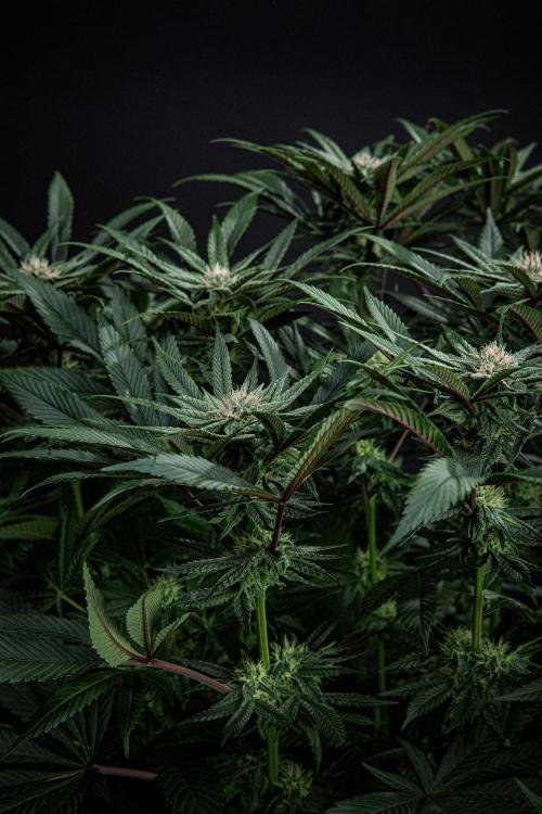 Nori Cake Green House Seed Co.. Week 12 - Day 83