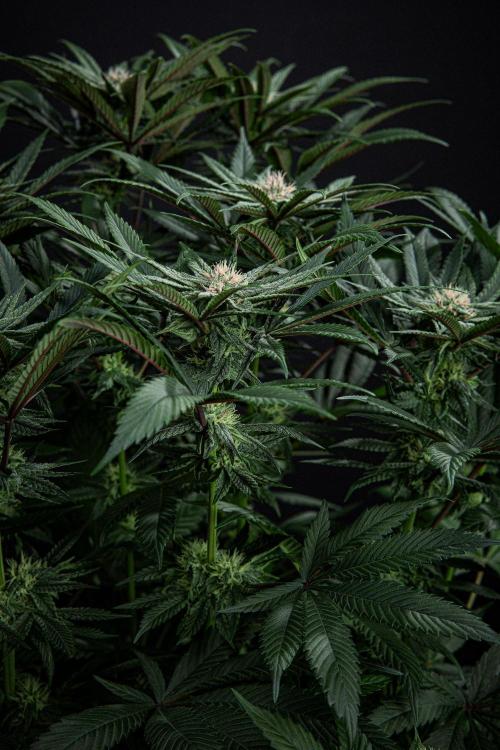 Nori Cake Green House Seed Co.. Week 12 - Day 83