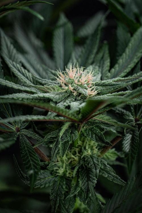 Nori Cake Green House Seed Co.. Week 12 - Day 83