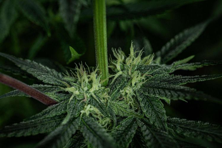 Nori Cake Green House Seed Co.. Week 12 - Day 83