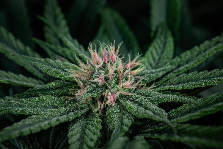 Nori Cake Green House Seed Co.. Week 12 - Day 83