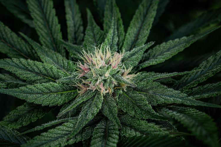 Nori Cake Green House Seed Co.. Week 12 - Day 83