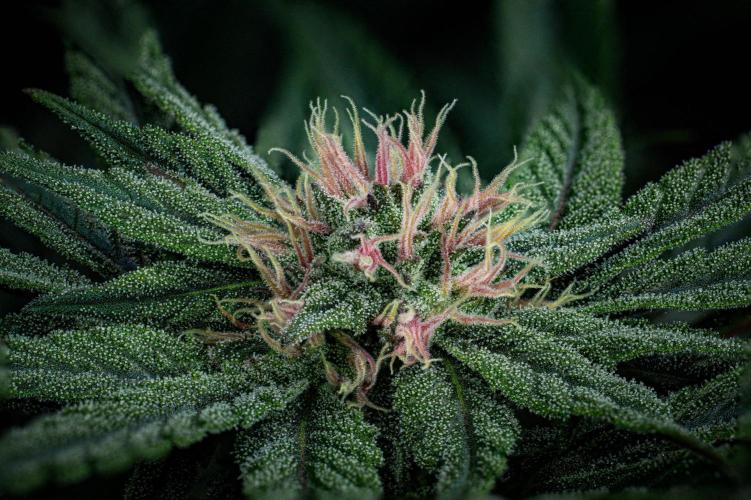 Nori Cake Green House Seed Co.. Week 12 - Day 83