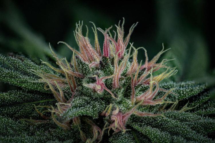 Nori Cake Green House Seed Co.. Week 12 - Day 83