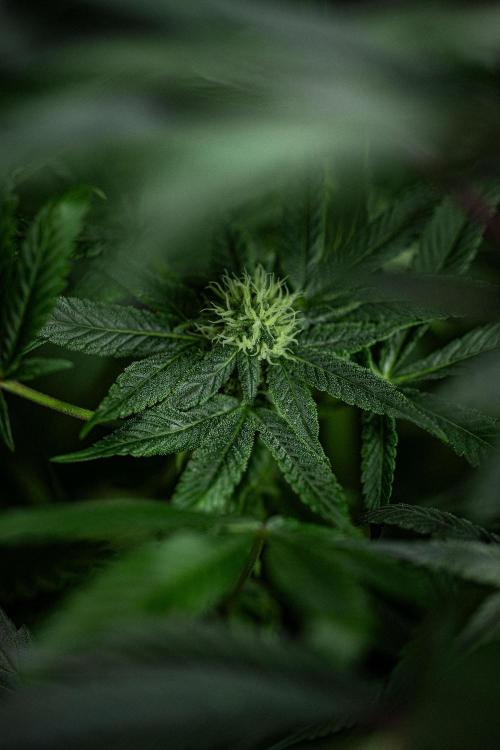 Nori Cake Green House Seed Co.. Week 12 - Day 83