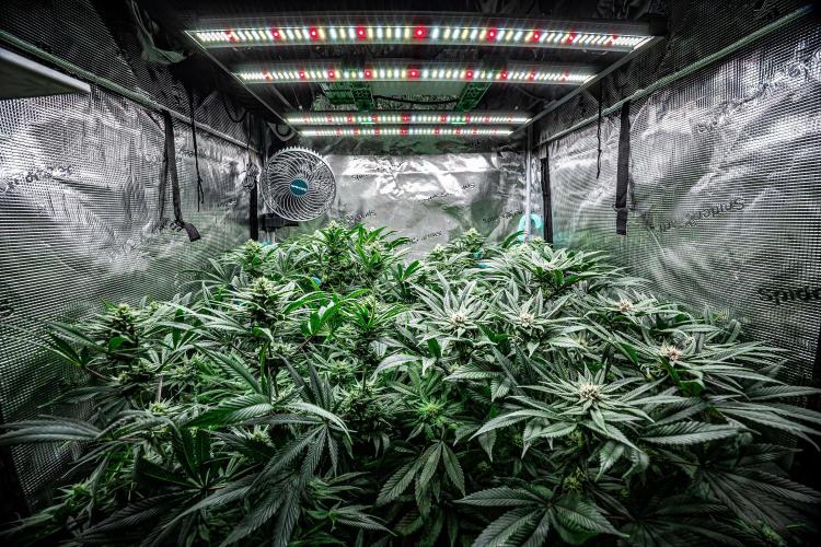 Nori Cake Green House Seed Co.. Week 12 - Day 83 - tent view - she is the one in the front on the right