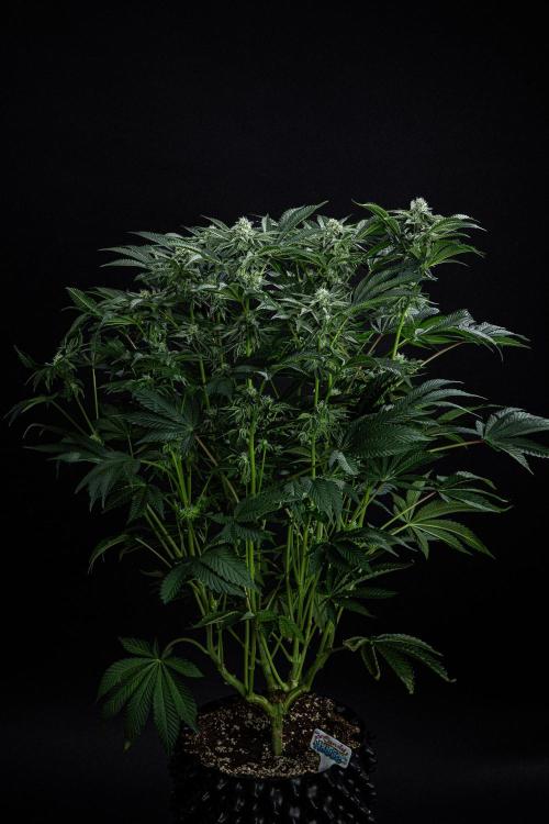 Candy House UKHTA Genetics. Week 12 - Day 83
