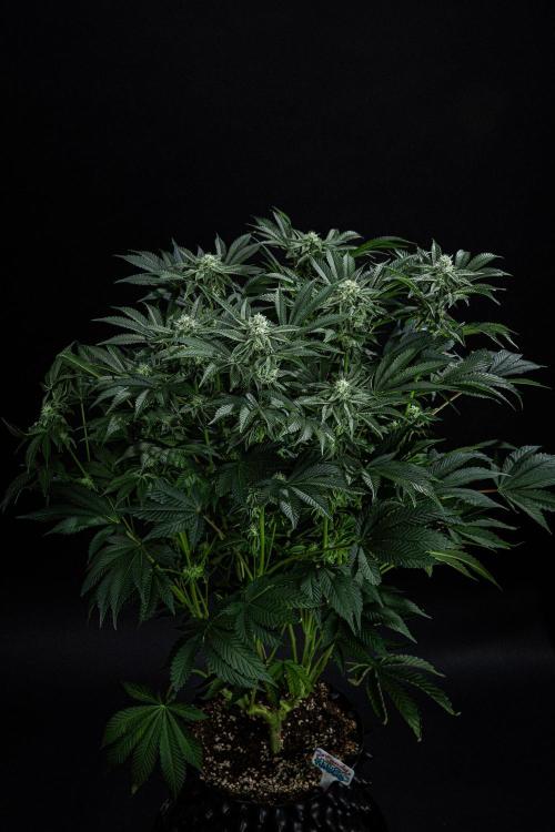 Candy House UKHTA Genetics. Week 12 - Day 83
