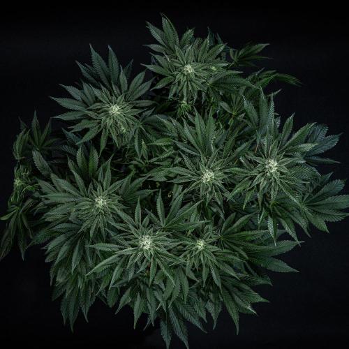 Candy House UKHTA Genetics. Week 12 - Day 83