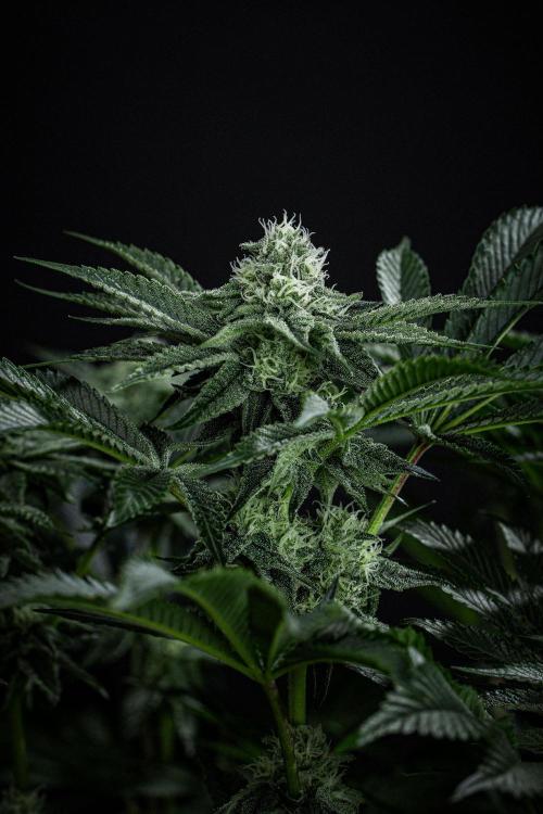Candy House UKHTA Genetics. Week 12 - Day 83