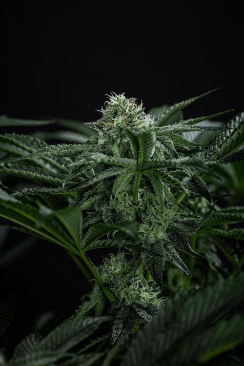 Candy House UKHTA Genetics. Week 12 - Day 83