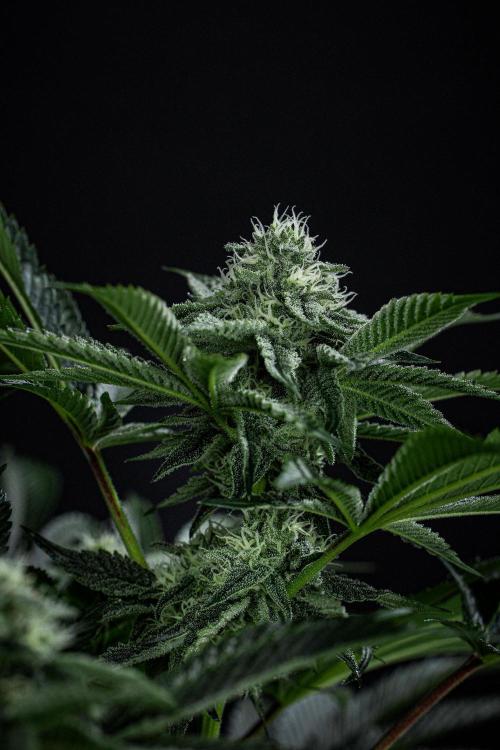 Candy House UKHTA Genetics. Week 12 - Day 83
