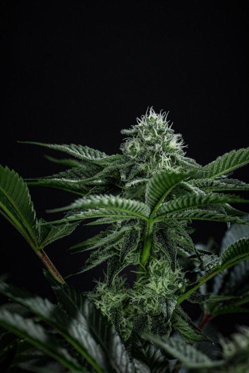 Candy House UKHTA Genetics. Week 12 - Day 83