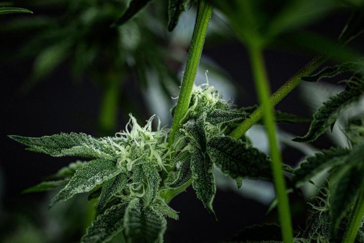 Candy House UKHTA Genetics. Week 12 - Day 83