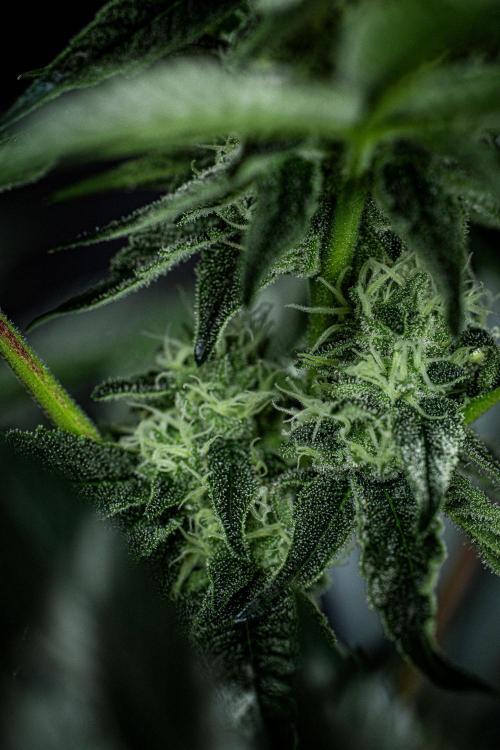 Candy House UKHTA Genetics. Week 12 - Day 83