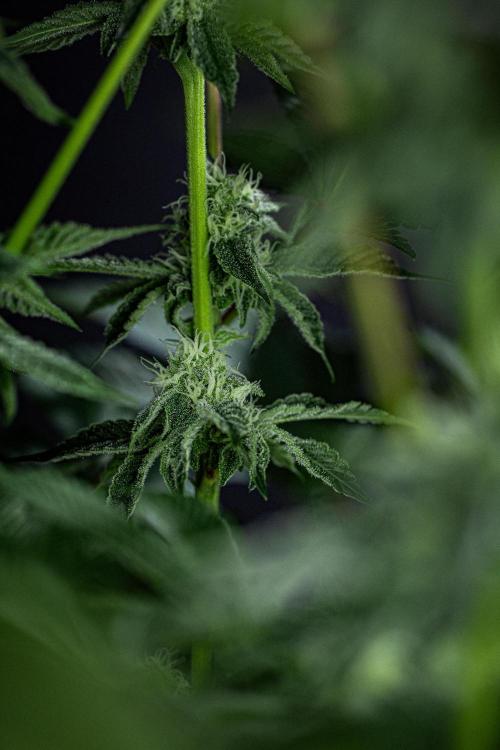 Candy House UKHTA Genetics. Week 12 - Day 83
