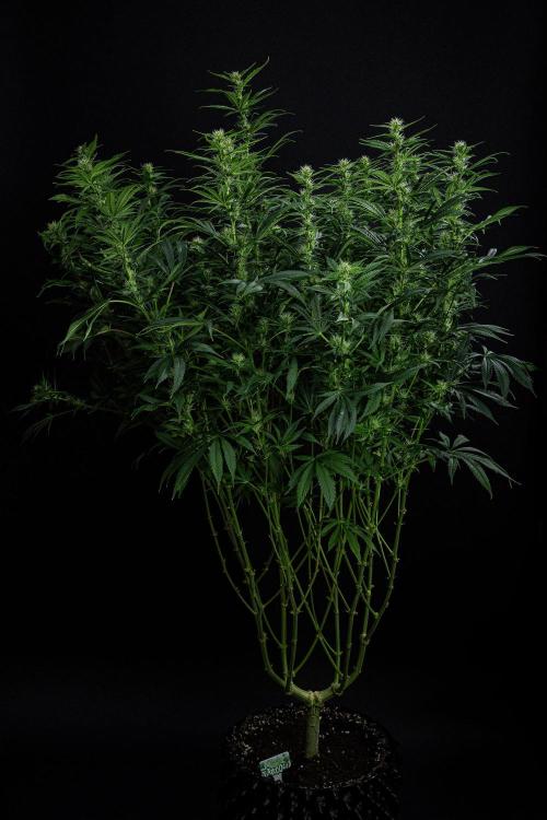 Sticky Broccoli Zamnesia EternityGrowCup. Week 12 - #1 Day 83