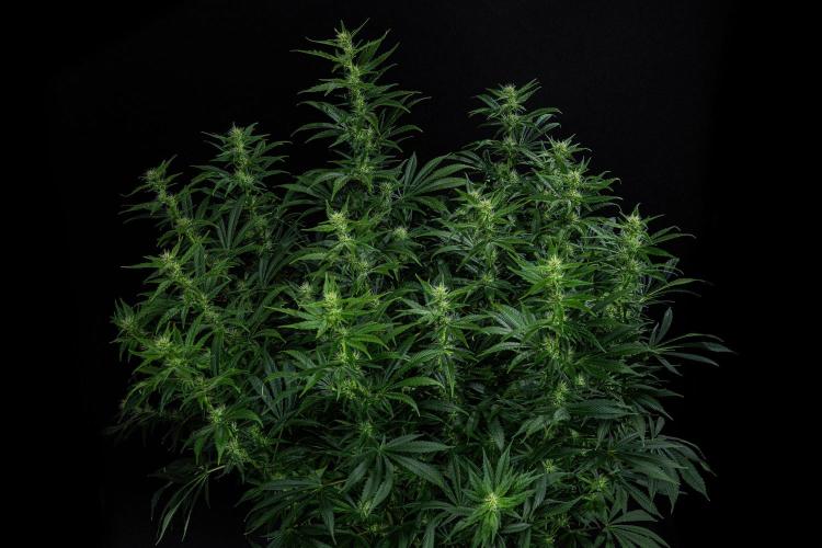 Sticky Broccoli Zamnesia EternityGrowCup. Week 12 - #1 Day 83