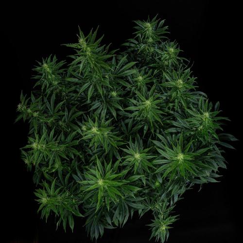 Sticky Broccoli Zamnesia EternityGrowCup. Week 12 - #1 Day 83