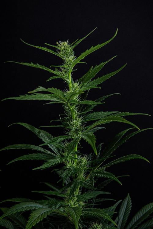 Sticky Broccoli Zamnesia EternityGrowCup. Week 12 - #1 Day 83