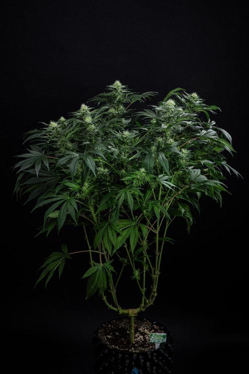 Sticky Broccoli Zamnesia EternityGrowCup. Week 12 - #2 Day 83