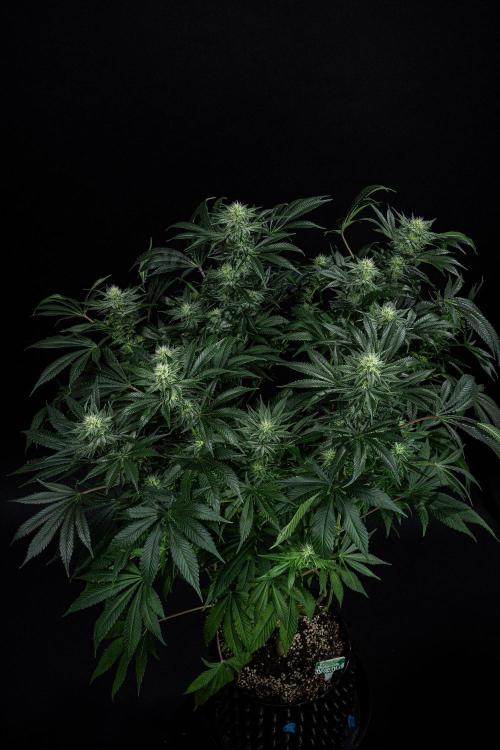 Sticky Broccoli Zamnesia EternityGrowCup. Week 12 - #2 Day 83