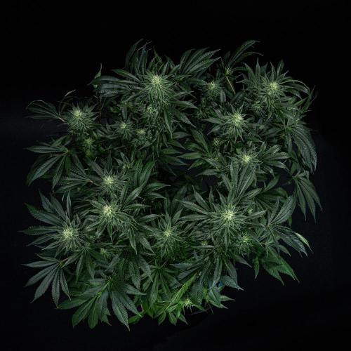 Sticky Broccoli Zamnesia EternityGrowCup. Week 12 - #2 Day 83