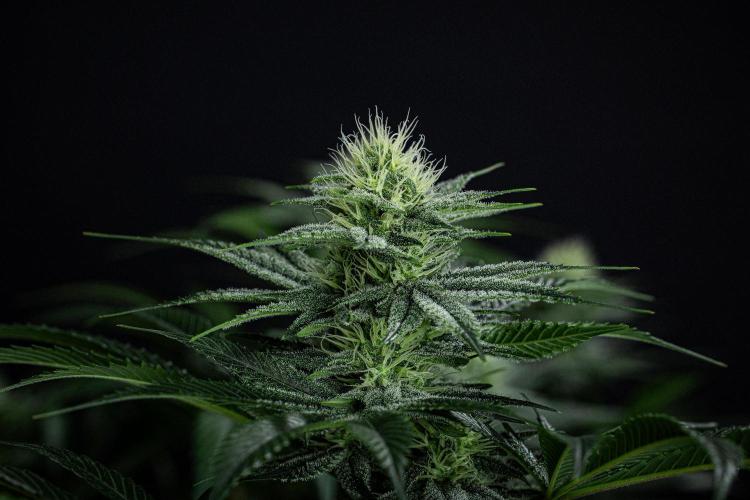 Sticky Broccoli Zamnesia EternityGrowCup. Week 12 - #2 Day 83