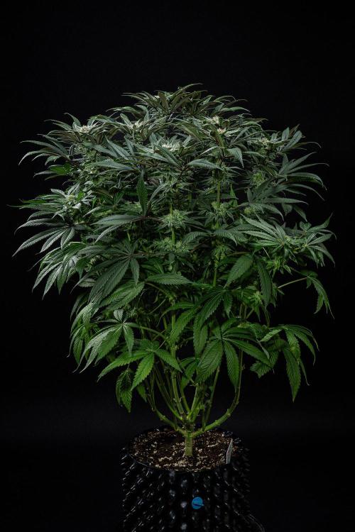 Nori Cake Green House Seed Co.. Week 13 - Day 89