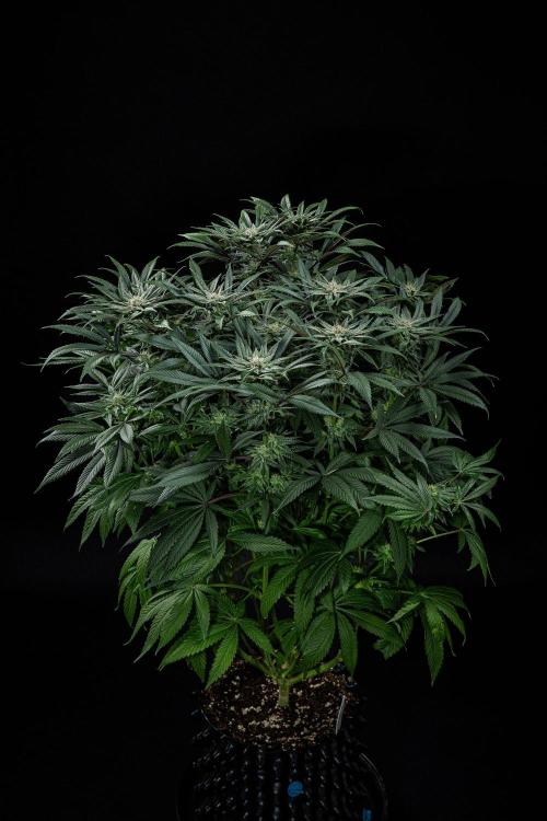 Nori Cake Green House Seed Co.. Week 13 - Day 89