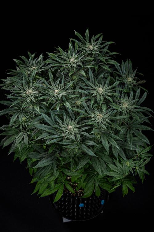 Nori Cake Green House Seed Co.. Week 13 - Day 89