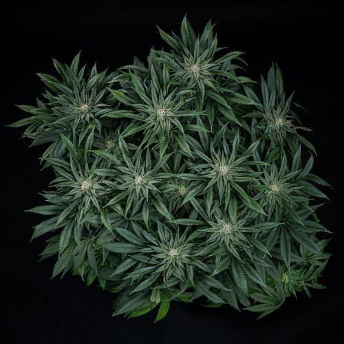 Nori Cake Green House Seed Co.. Week 13 - Day 89