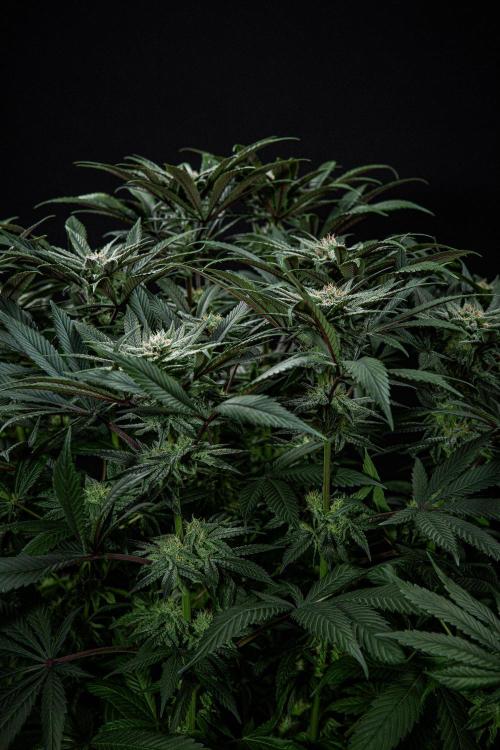 Nori Cake Green House Seed Co.. Week 13 - Day 89