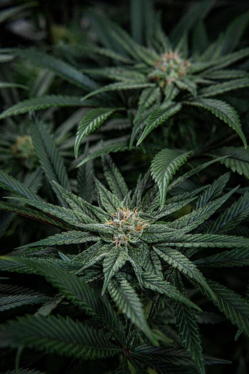 Nori Cake Green House Seed Co.. Week 13 - Day 89