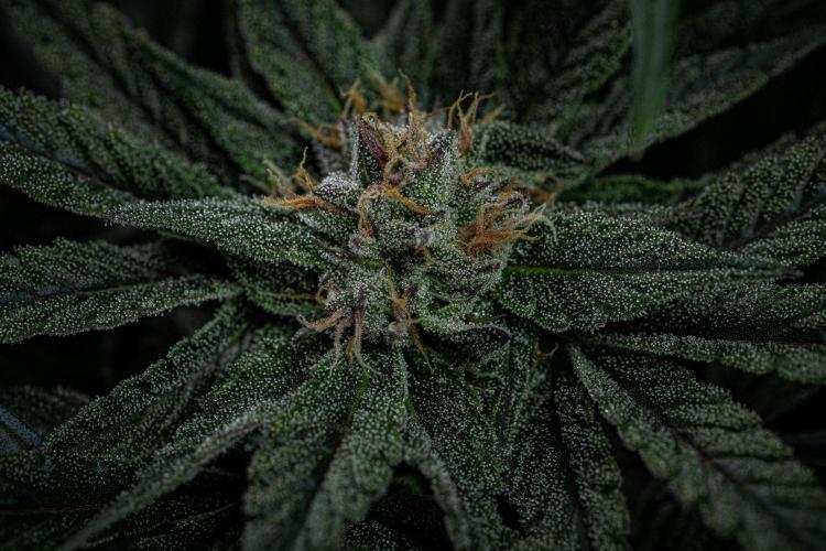 Nori Cake Green House Seed Co.. Week 13 - Day 89