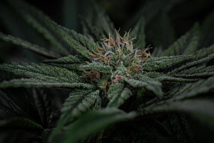 Nori Cake Green House Seed Co.. Week 13 - Day 89