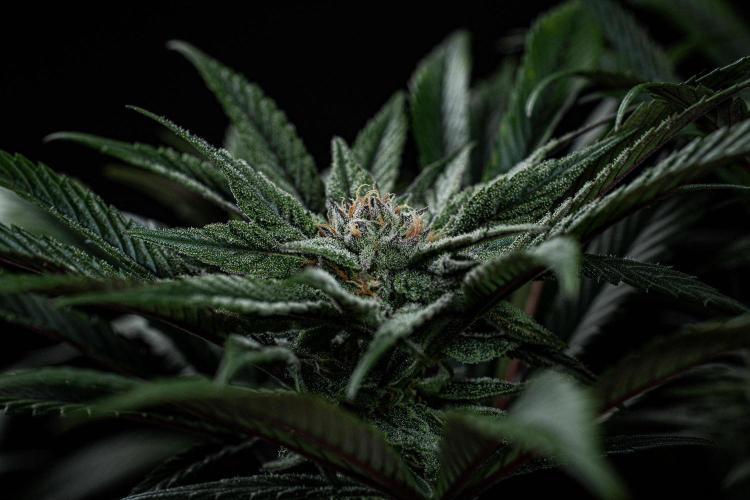 Nori Cake Green House Seed Co.. Week 13 - Day 89