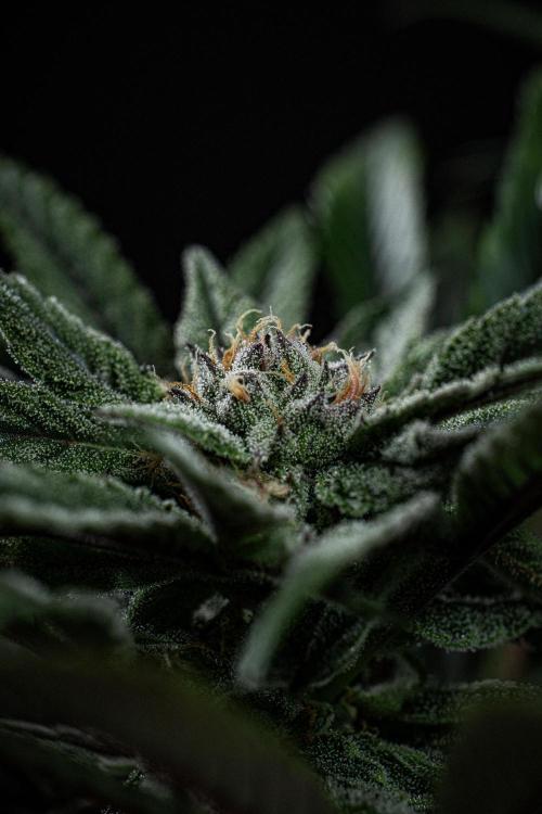 Nori Cake Green House Seed Co.. Week 13 - Day 89