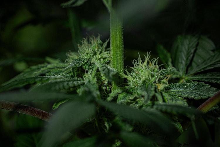 Nori Cake Green House Seed Co.. Week 13 - Day 89