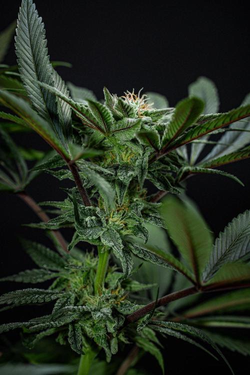 Nori Cake Green House Seed Co.. Week 13 - Day 89