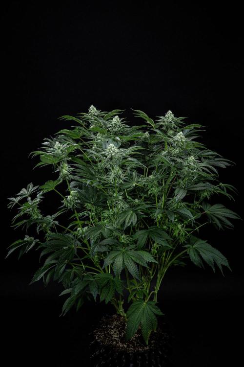 Candy House UKHTA Genetics. Week 13 - Day 89