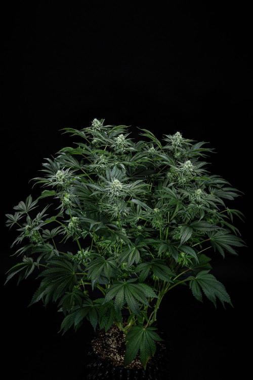 Candy House UKHTA Genetics. Week 13 - Day 89
