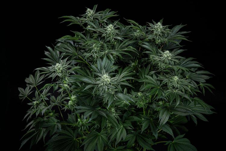 Candy House UKHTA Genetics. Week 13 - Day 89