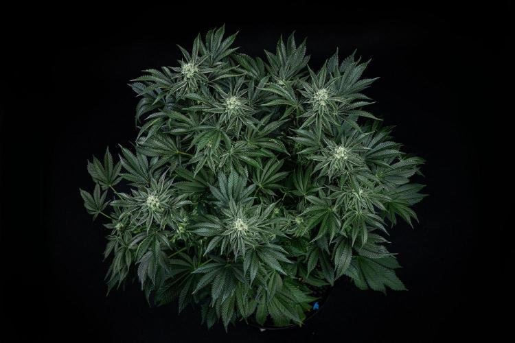 Candy House UKHTA Genetics. Week 13 - Day 89