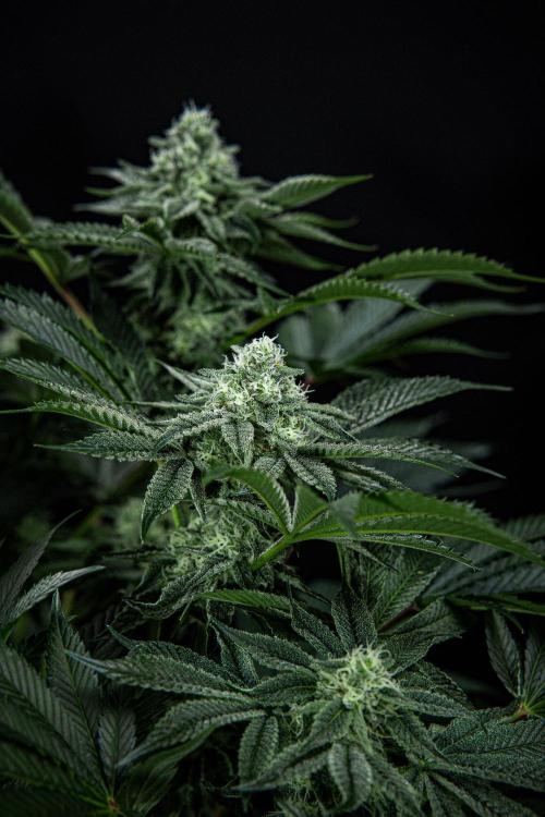 Candy House UKHTA Genetics. Week 13 - Day 89
