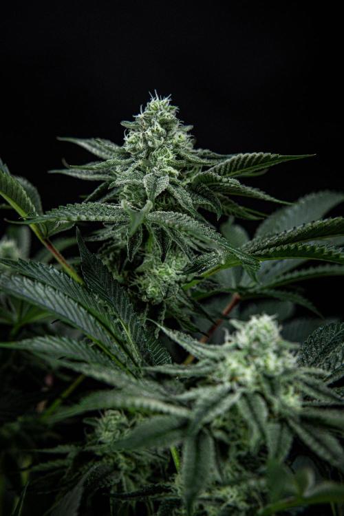 Candy House UKHTA Genetics. Week 13 - Day 89