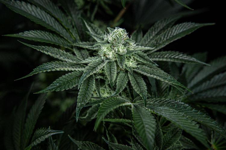 Candy House UKHTA Genetics. Week 13 - Day 89