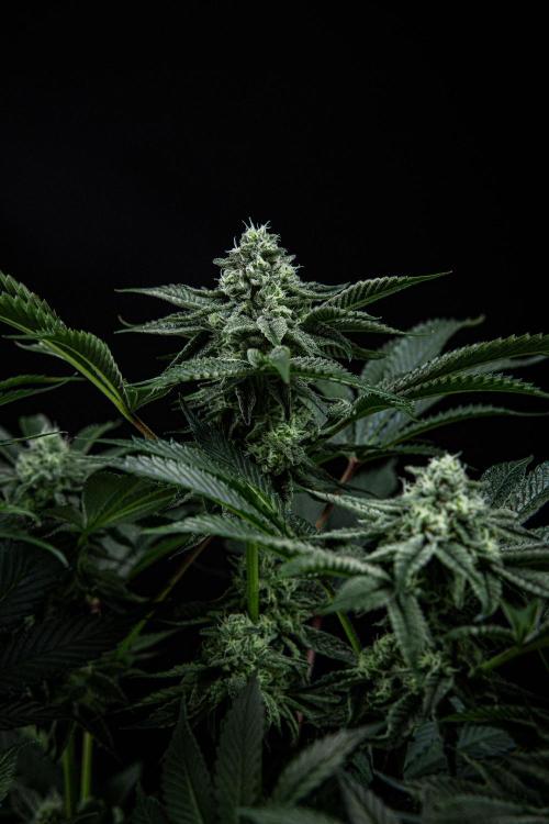 Candy House UKHTA Genetics. Week 13 - Day 89